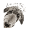 Curious Deerhound Dog
