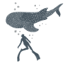 Whale Shark Freediver