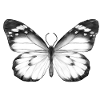 Papillon monochrome