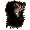 Labrador