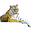 Tiger Raubkatze geschenkidee,Geschenk