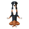 Yoga Appenzell Mountain Dog