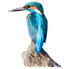 kingfisher 01