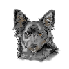 Australian Shepherd