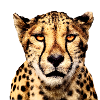 Guépard