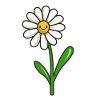 daisy
