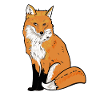 Fox Illustration