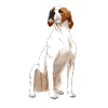 Sitting English Pointer Dog