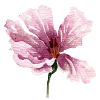 fleur