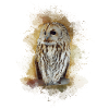 Owl with Big Eyes