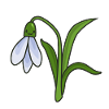 Snowdrop flower