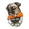 Cool dog
