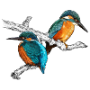 two kingfishers