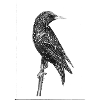 star Vogel scientific design
