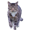 chat