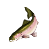 Öring / Trout