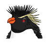 Pinguin mit Haare Felsenpinguin
