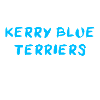 Kerry Blue Terrier