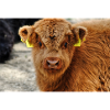Calves - Scottish Highland Cattle