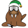 Walrus
