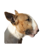 bullterrier