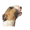 bull terrier
