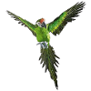 parrot green ara bird