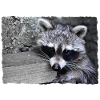 Cute raccoon
