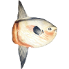 Sunfish