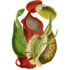 Carnivorous plant
