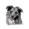 Australian Shepherd
