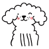 Curly white dog