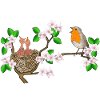 Robins, nest, cherry blossoms