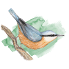 Nuthatch