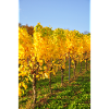 Mosel-Rieslingreben im Herbst 2