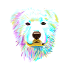 Splash MaremmenAbruzzen Chien berger