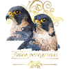 Peregrine falcon
