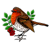 Robin