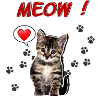 MEOW cat