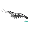 Shrimp