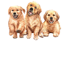 Golden Retriever Hündchen Geschenkidee