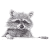 Raccoon drawing