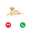 Labrador