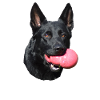 Shepherd German Shepherd Black Dogs