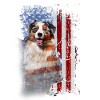 Australian Shepherd