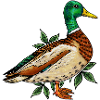 Mallard duck