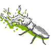cerf-volant vert
