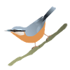 Nuthatch