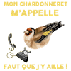 Humour chardonneret oiseau