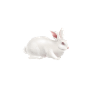 Lapins lapin lapins pâques